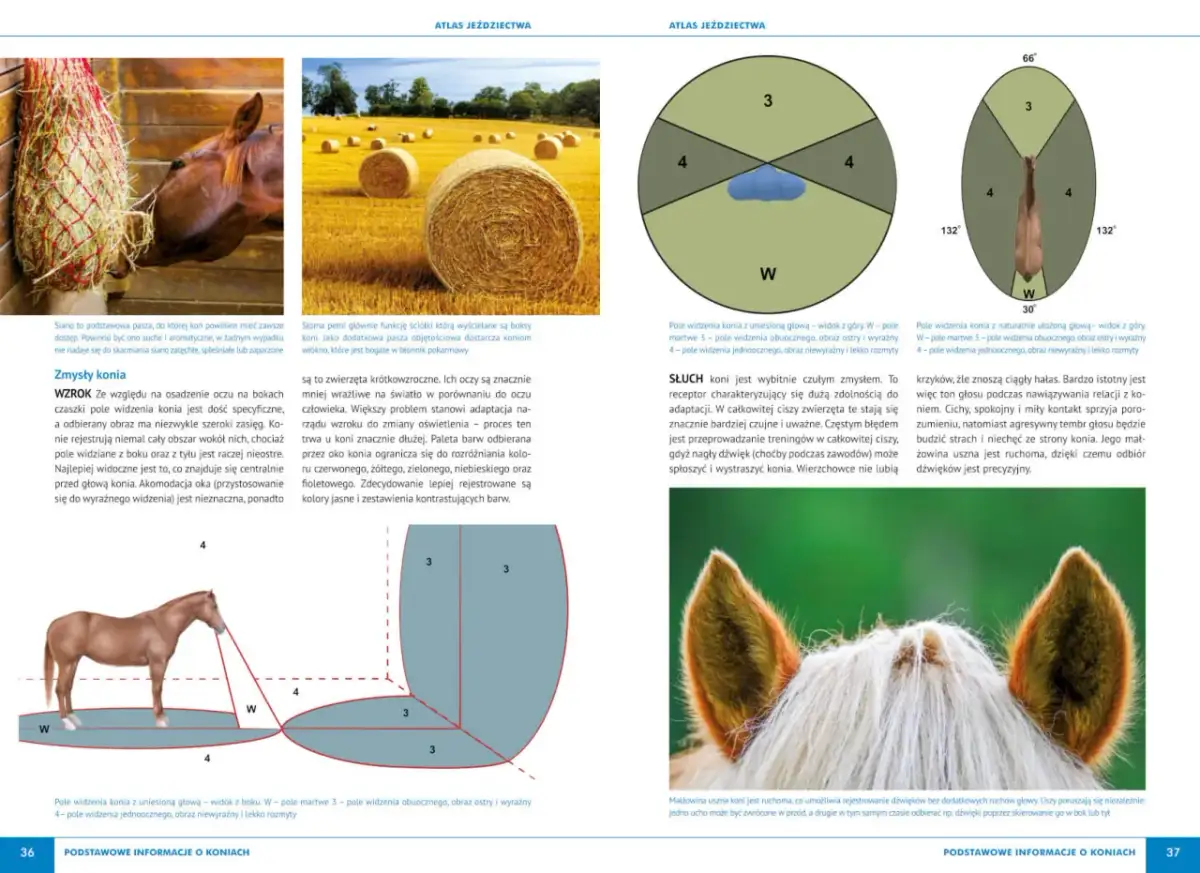 Atlas jeździectwa - klucz do rozpoczęcia bezpiecznej przygody jeździeckiej