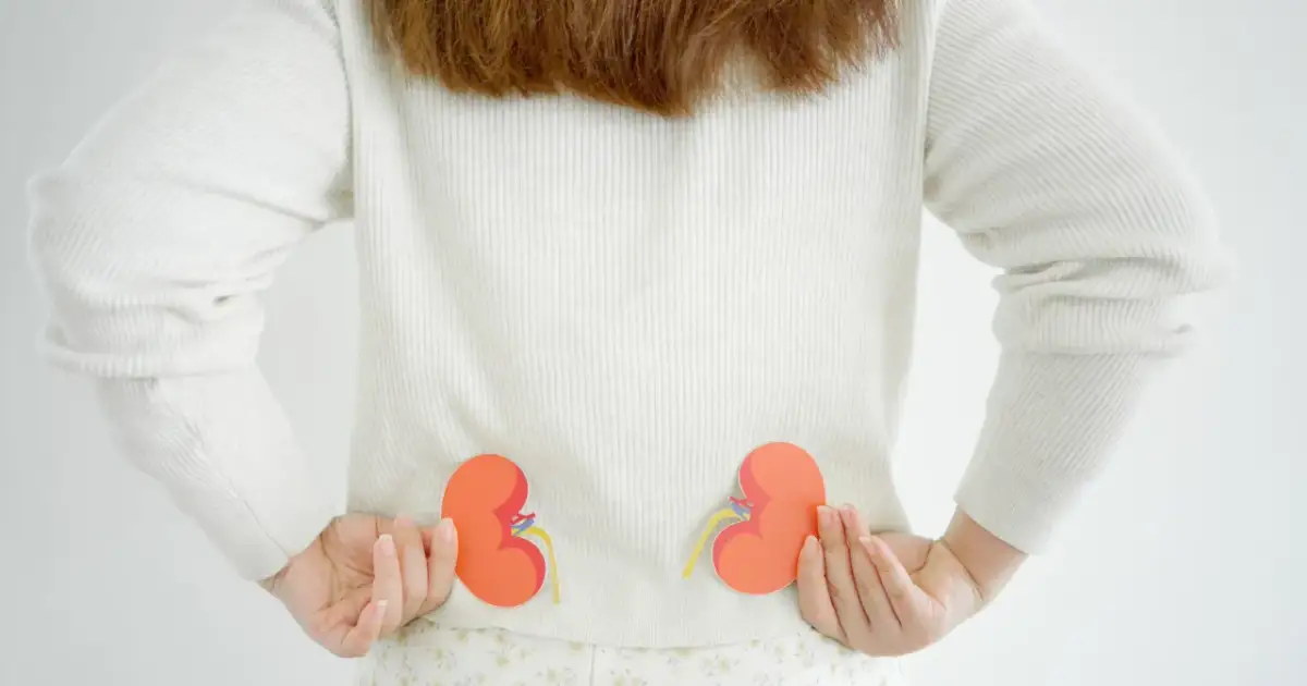 Jak powstaje mocz? Kluczowe etapy pracy nerek dla Twojego zdrowia