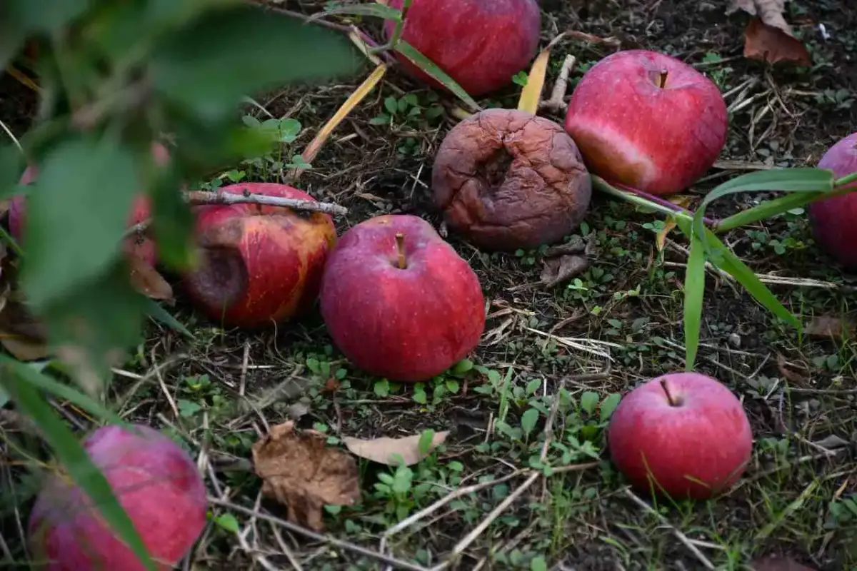 Czy zgniłe jabłka na kompost? Sprawdź, jak je wykorzystać efektywnie