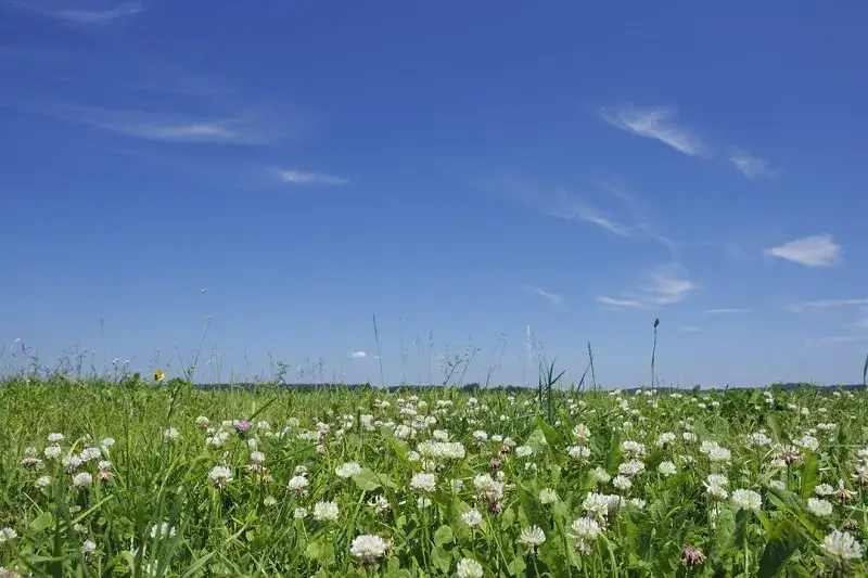Kiedy siać koniczynę? Optymalne terminy dla sukcesu uprawy