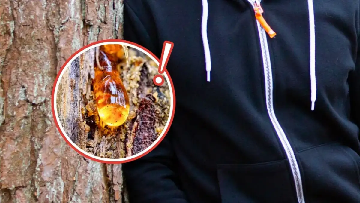 Skuteczne sposoby na wyczyszczenie żywicy ze spodni bez uszkodzeń