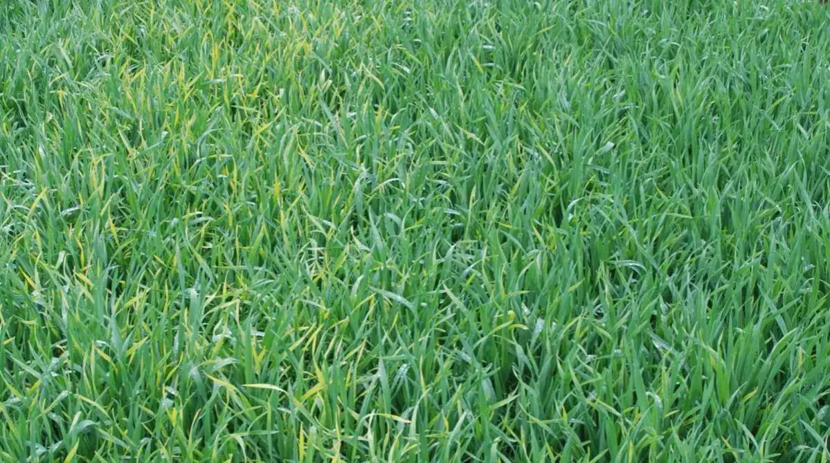 Dlaczego zboża żółkną? Poznaj przyczyny i jak ich unikać