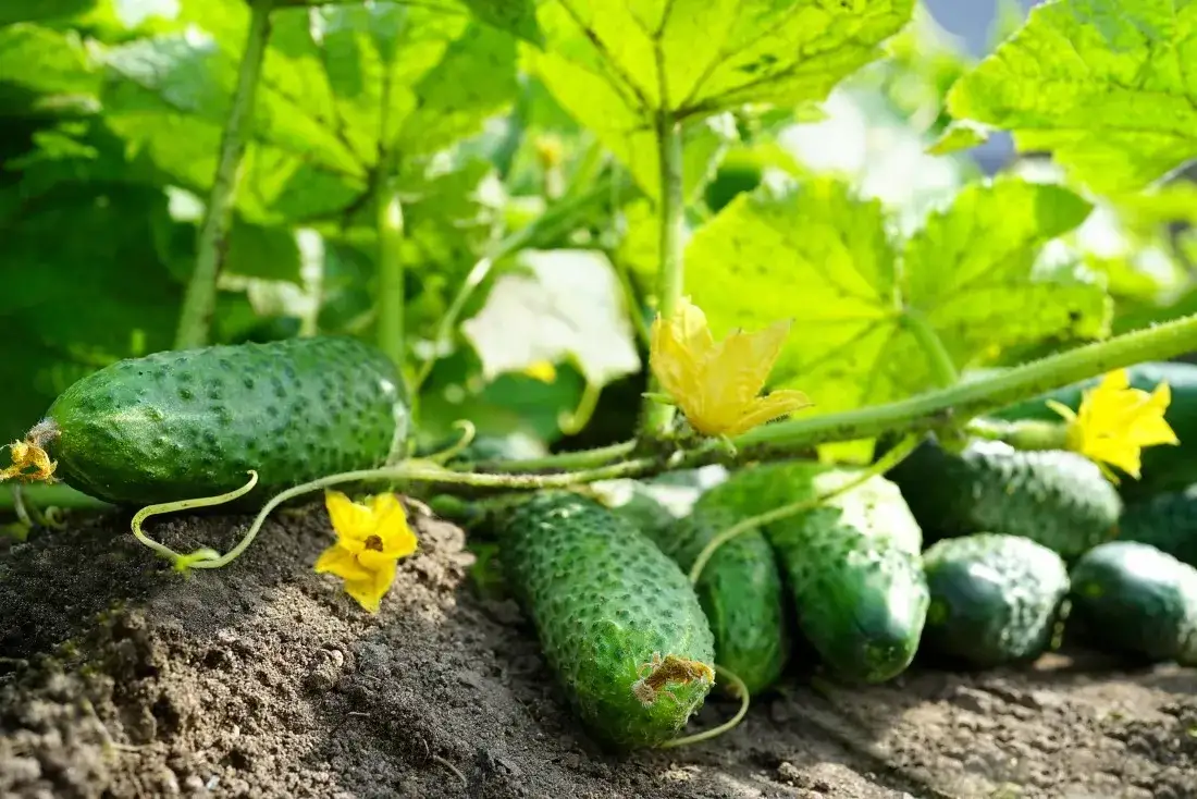 Jak siać ogórki do gruntu, aby uniknąć najczęstszych błędów