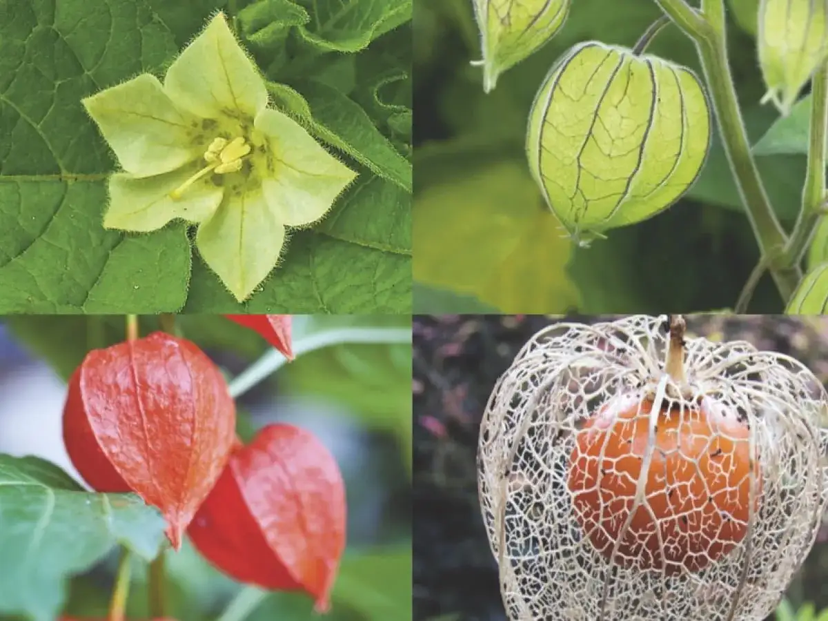 Jak uprawiać physalis: sekrety łatwej i udanej hodowli tej rośliny