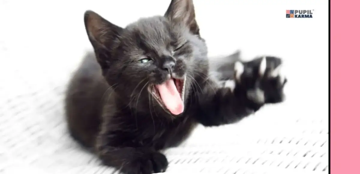 Ruja u kotki: objawy, czas trwania i jak pomóc pupilce? Poradnik