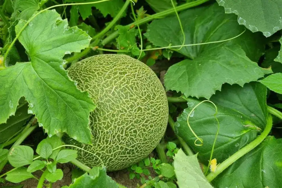 Egzotyczne owoce które można uprawiać w Polsce: proste sposoby na sukces