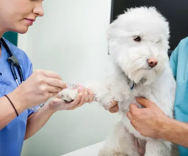 Veterinario 24 horas: atención urgente para tu mascota cuando más lo necesita