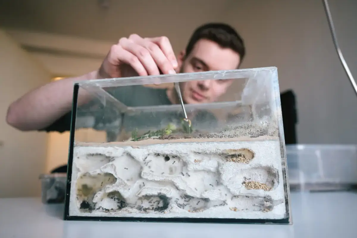 Mężczyzna z pęsetą nadzoruje mrówki w szklanym terrarium z tunelami.