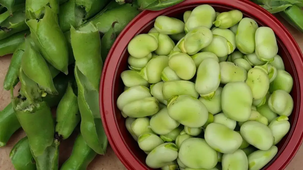 Kiedy sezon na polski bób? Od kiedy do kiedy kupisz najsmaczniejszy?