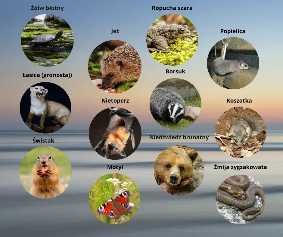 Sen zimowy zwierząt: Kto śpi najdłużej? Familiada i fakty