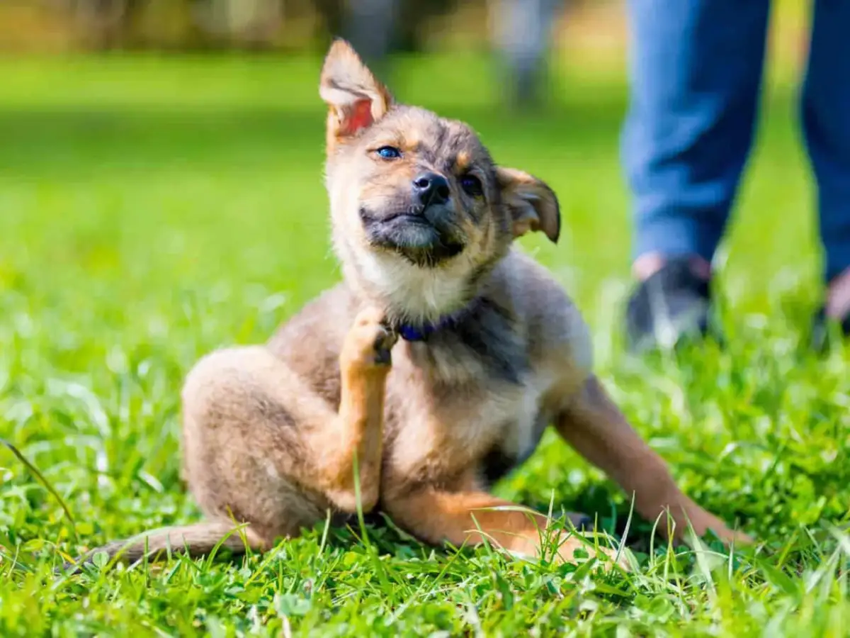 Repelente pulgas: soluciones naturales para proteger tu hogar y mascotas