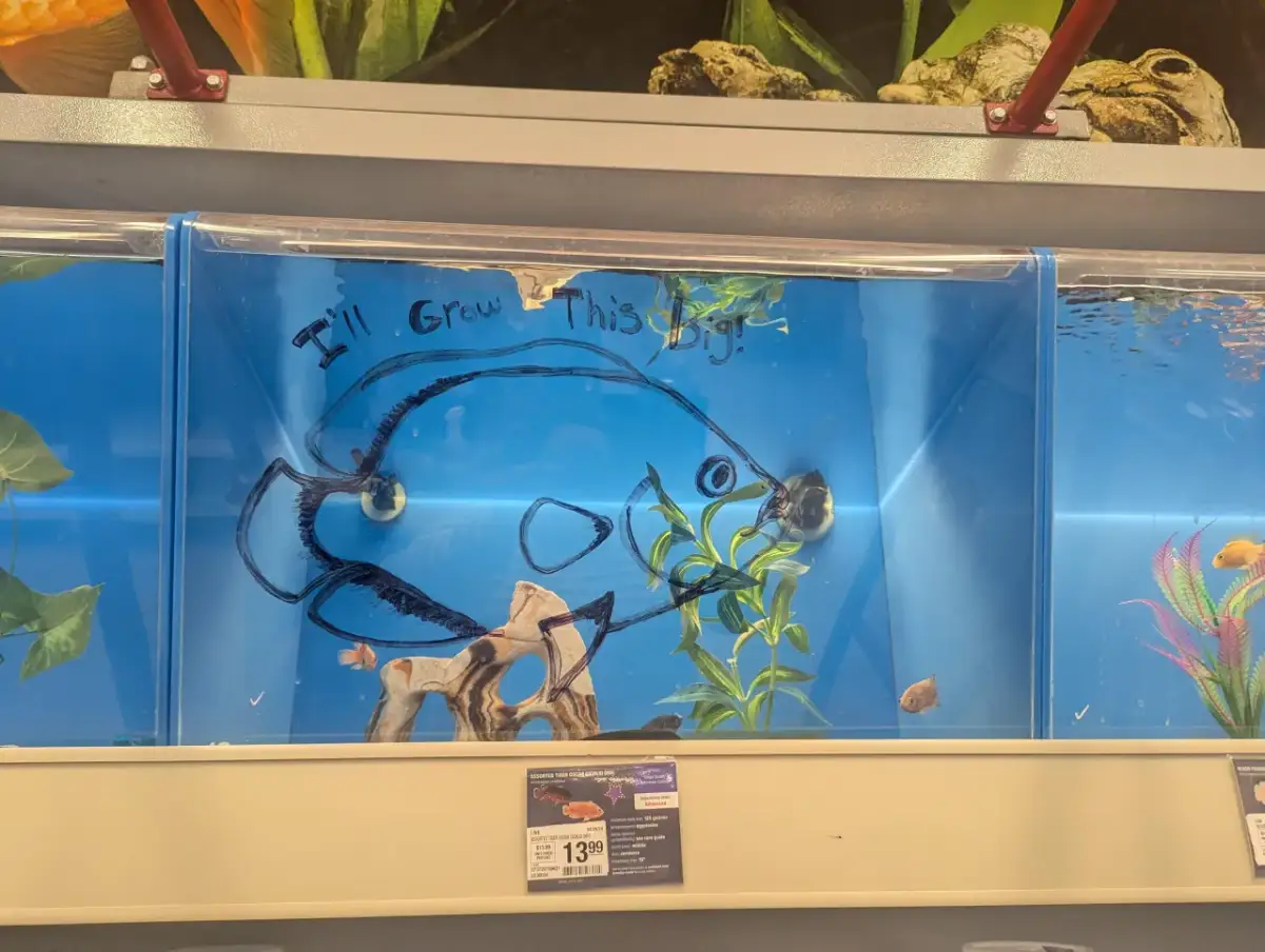 Gdzie sprzedać rybki akwariowe? Zysk i dobrostan w jednym!