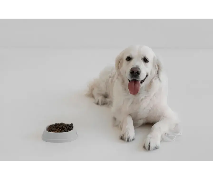 Od kiedy szczeniak może jeść suchą karmę? Kluczowe informacje dla właścicieli