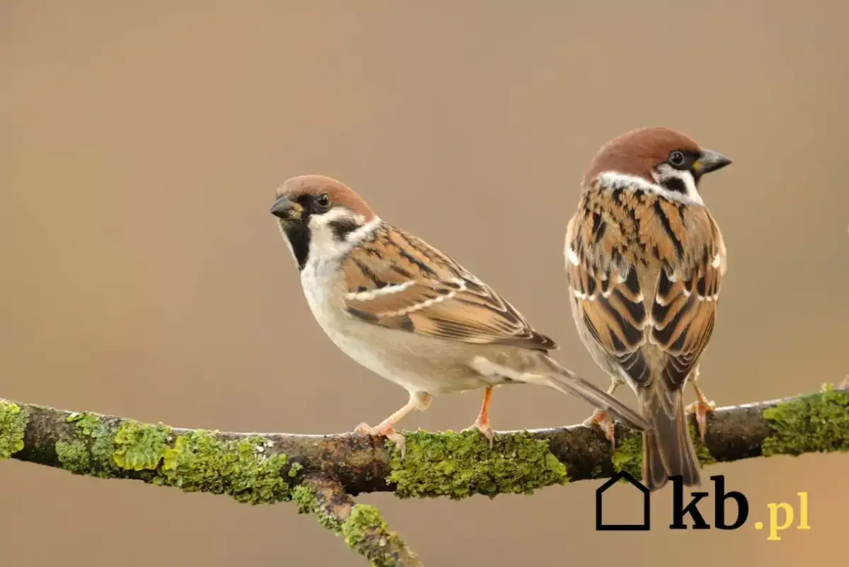 Pomoc wróblom w upały: Szybki poradnik, który ratuje życie
