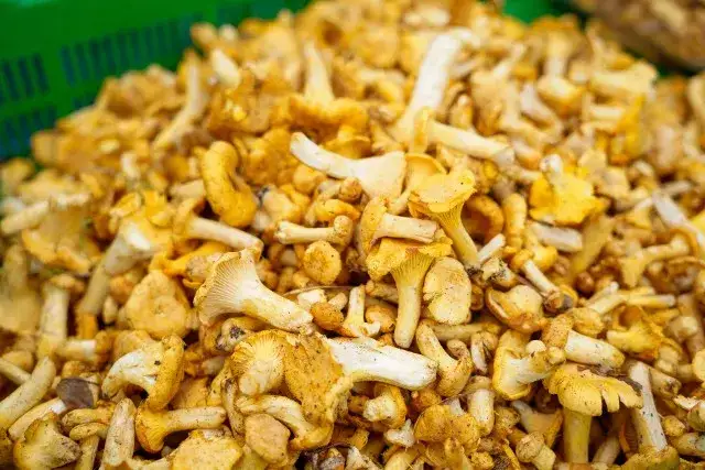 Kiedy jest sezon na grzyby kurki? Sprawdź najlepszy czas na zbieranie