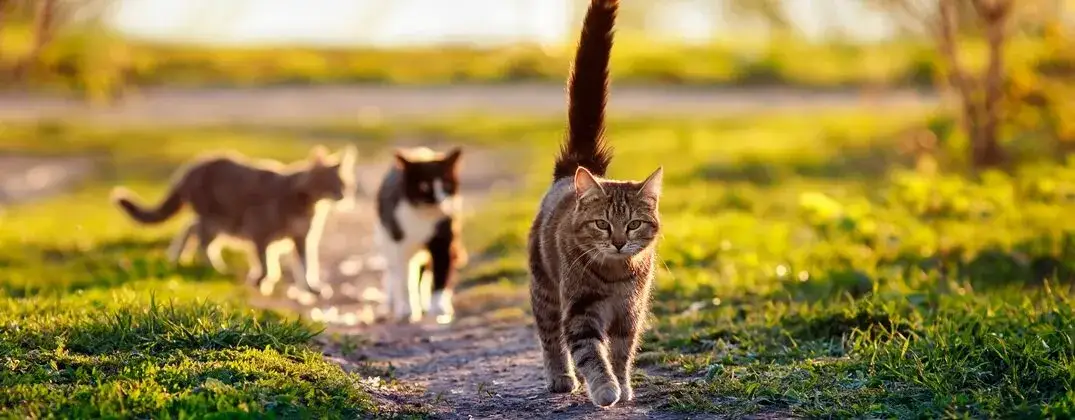 Ile dni trwa ruja u kotki? Zaskakujące fakty o jej długości