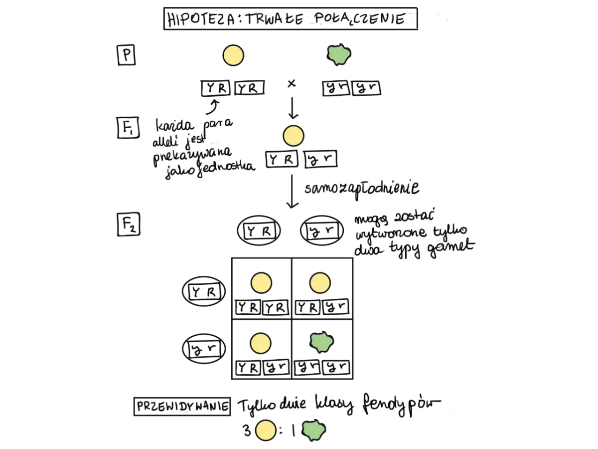 Pierwsze prawo Mendla: Czystość gamet i sekrety dziedziczenia