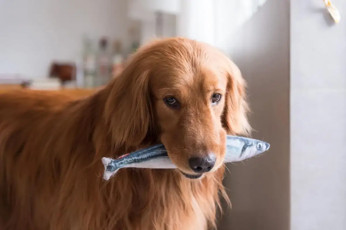 Złoty retriever z pluszową rybką w pysku. Czy psy mogą jeść ryby? Ten psiak chyba już wie!