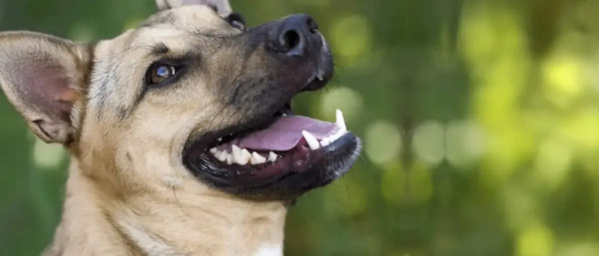 Czy dorosły pies może jeść karmę dla szczeniąt? Oto, co musisz wiedzieć