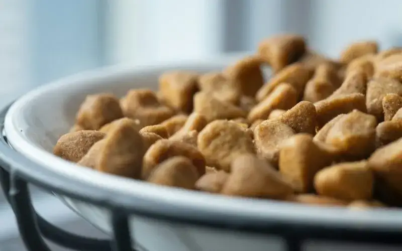 Naleśniki dla psa? Tak, ale bezpiecznie! Przepis i zakazane składniki.