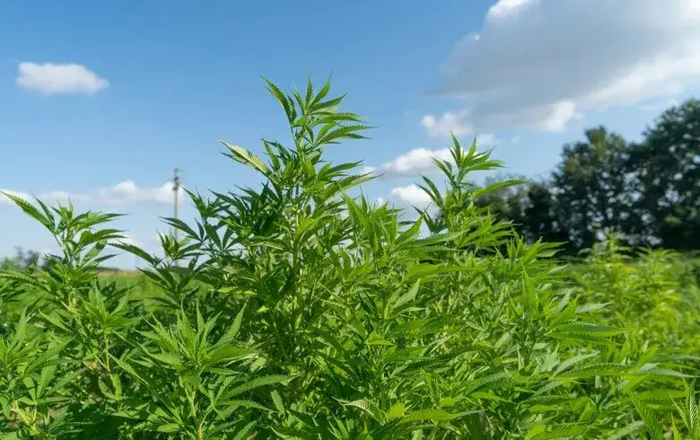 Cuándo plantar marihuanas exterior para evitar errores comunes