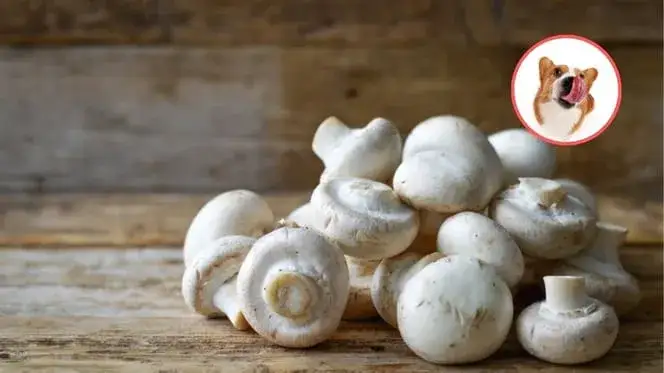 Czy pies może jeść pieczarki? Sprawdź, czy to bezpieczne i jakie są zagrożenia