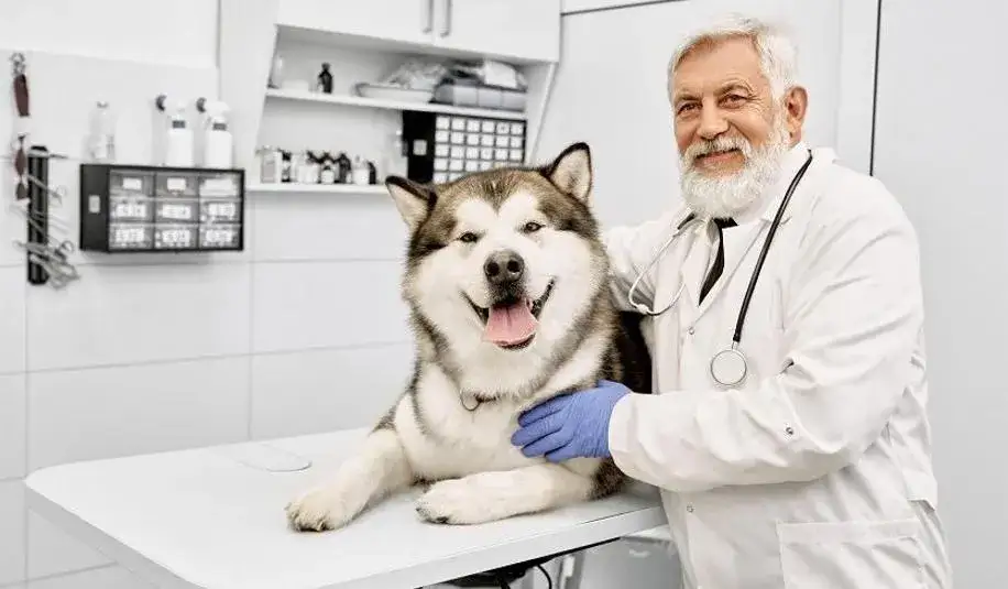 Czym zajmuje się weterynarz? Poznaj jego kluczowe obowiązki i rolę