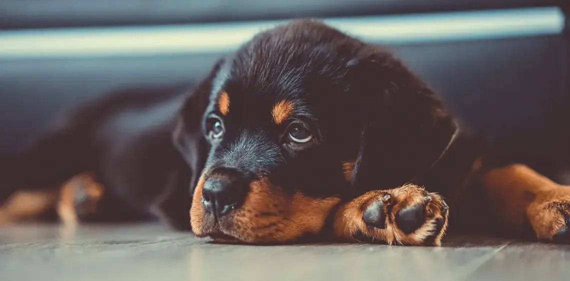 Jak dobrze wychować szczeniaka: praktyczne porady i techniki treningowe