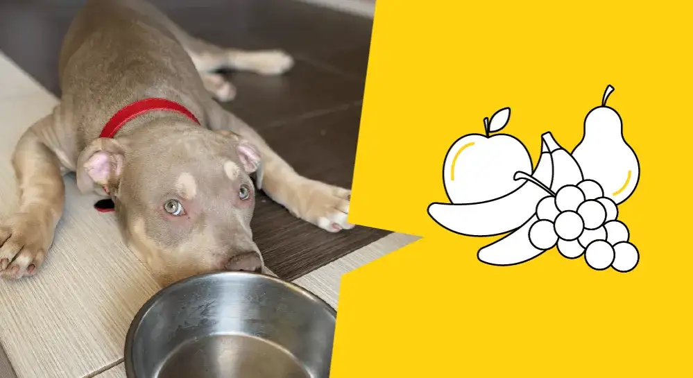 Czy pies może jeść jabłko? Bezpieczne sposoby na zdrową przekąskę