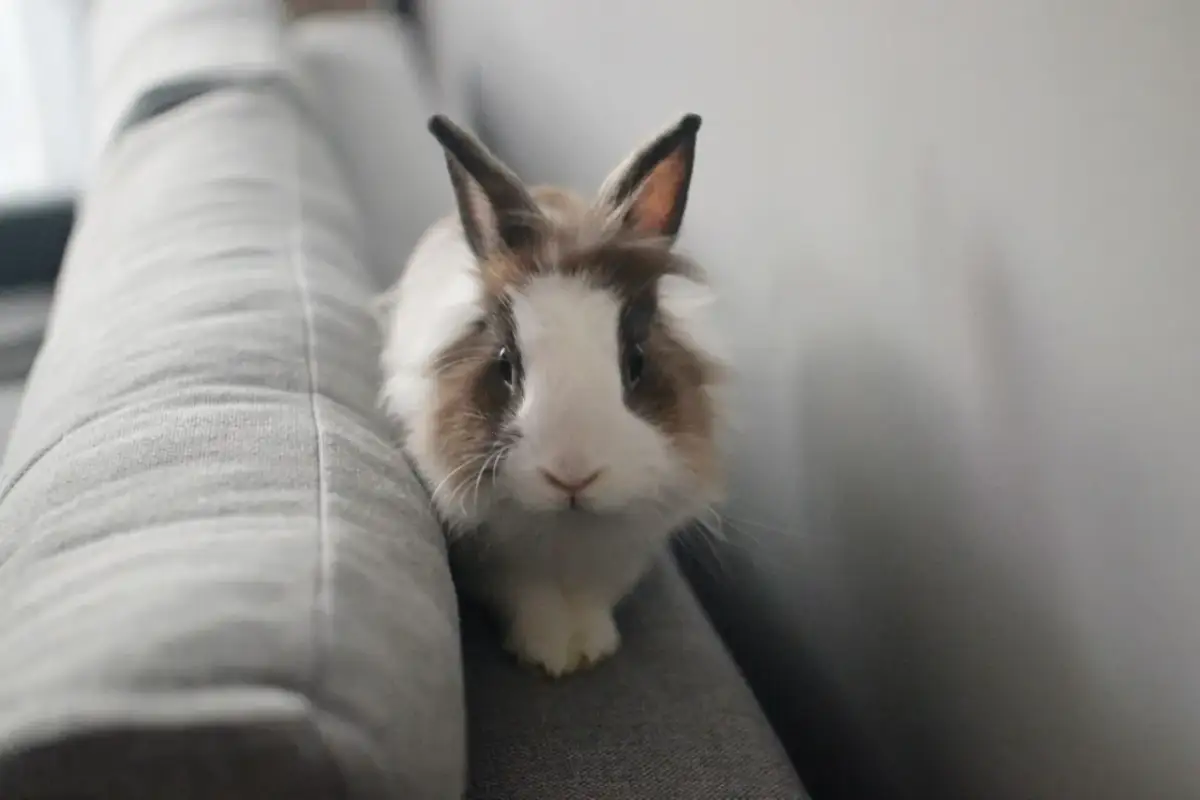 Alergia na królika: Objawy, co uczula i jak sobie radzić