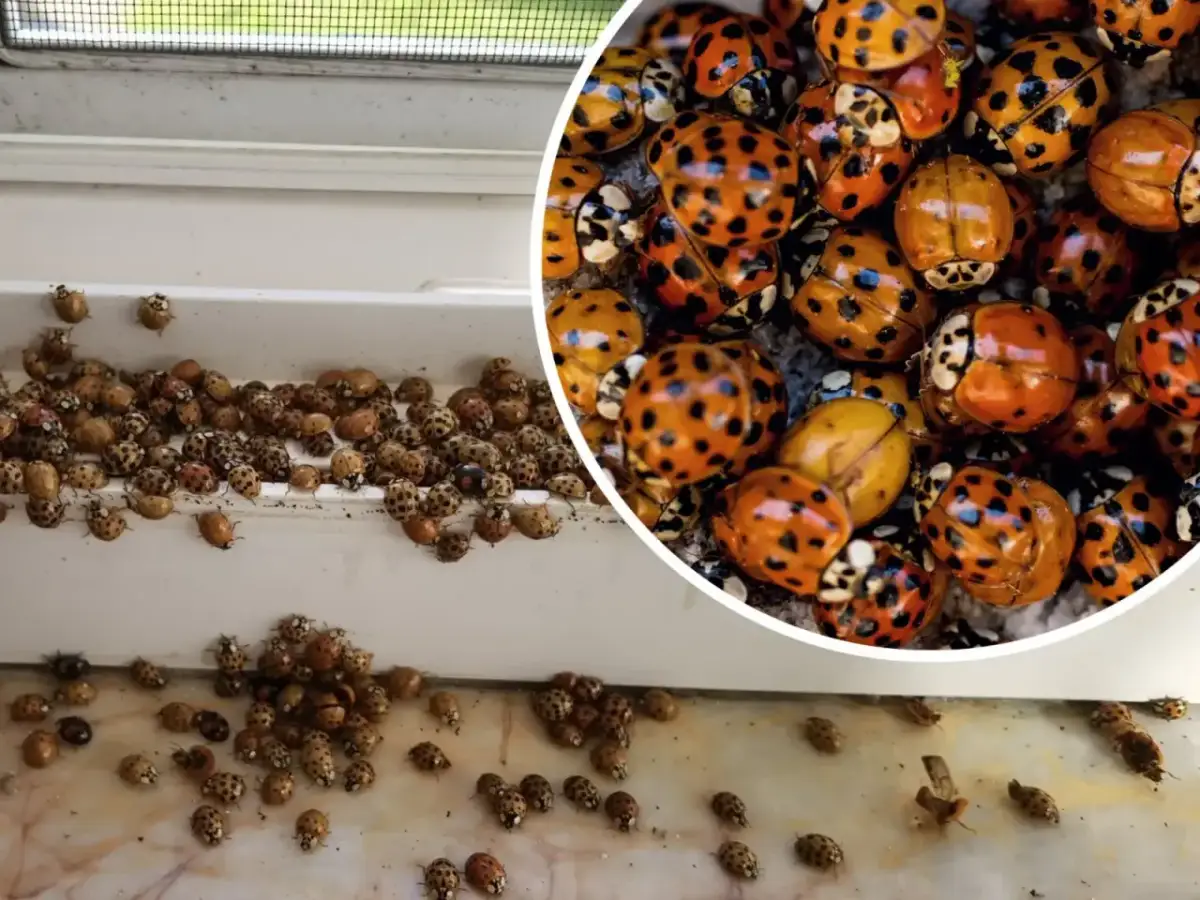 Czy w łebie jest biedronka? Fakty i mity o tym zjawisku