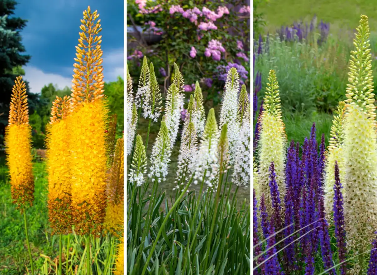 Kiedy sadzić pustynniki? Jesień to klucz do spektakularnego kwitnienia