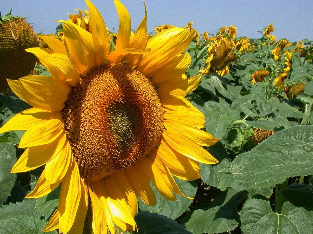 Kiedy siać słonecznik do gruntu, aby uniknąć nieudanych plonów?