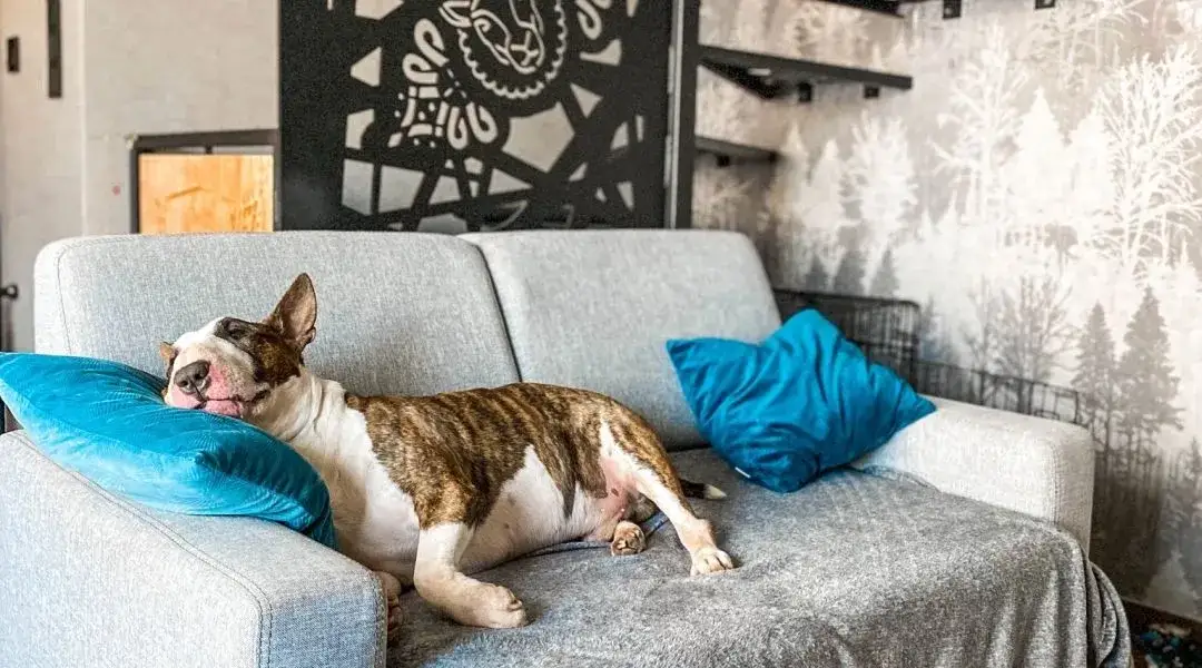 Hotel z psem: przewodnik, jak podróżować bez stresu