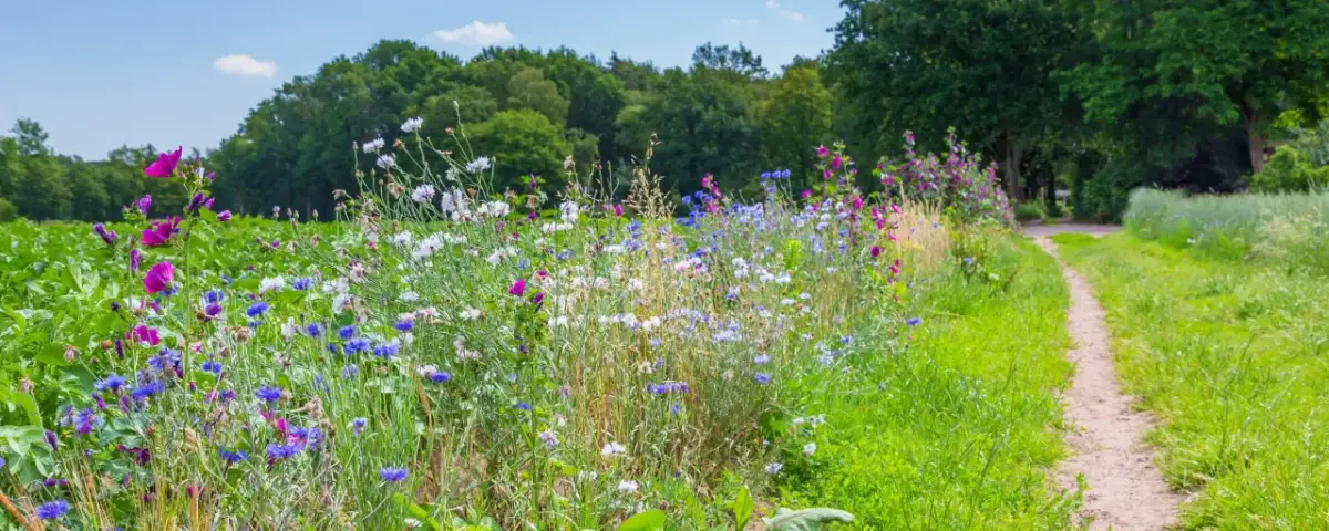 Co to jest szata roślinna i dlaczego jest kluczowa dla bioróżnorodności