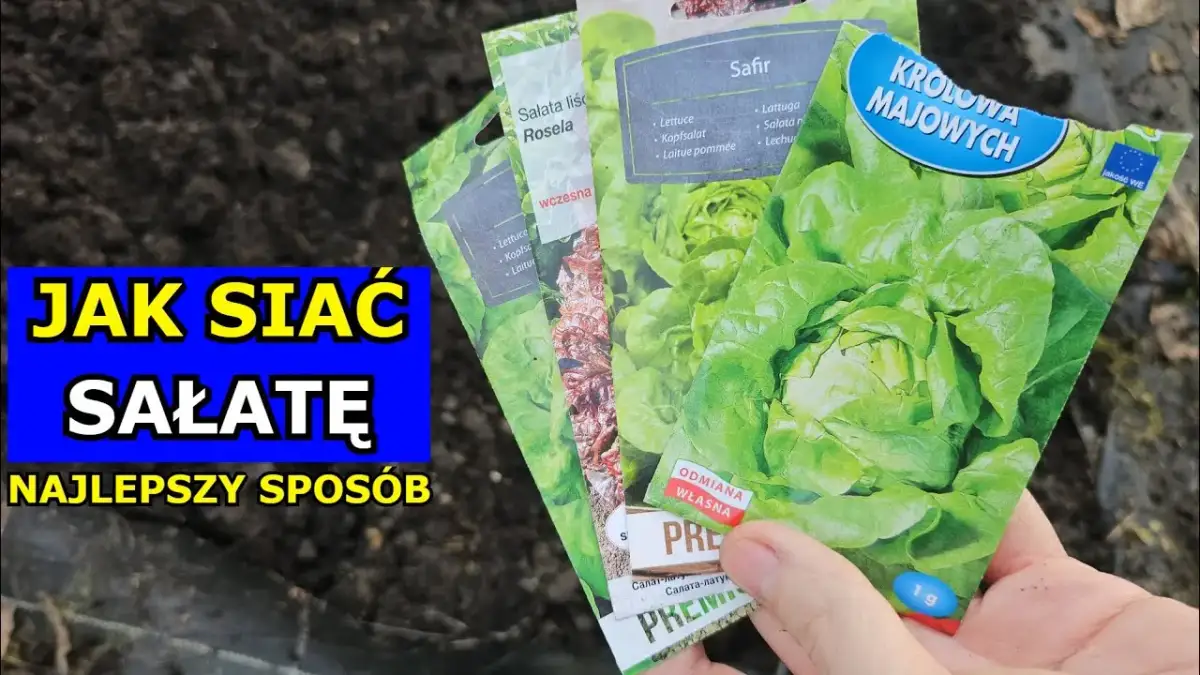 Jak siać sałatę: sprawdzone metody i unikaj najczęstszych błędów