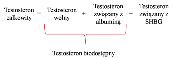 Badanie SHBG: Co oznacza i jak wpływa na testosteron?