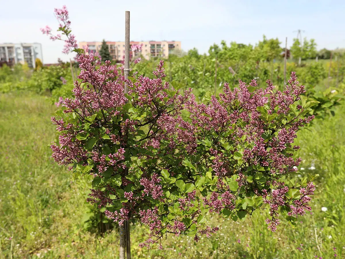Jak długo kwitnie bez? Odkryj sekrety długiego kwitnienia bzu