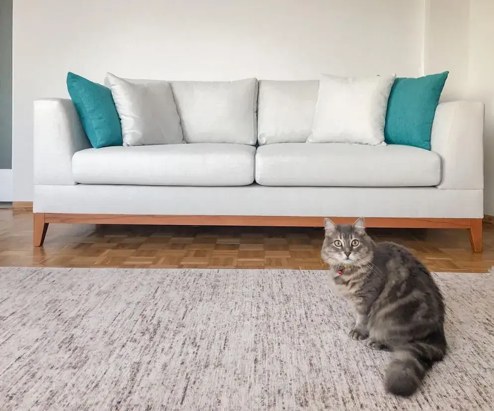 Jak usunąć zapach moczu kota z kanapy - skuteczne metody i porady