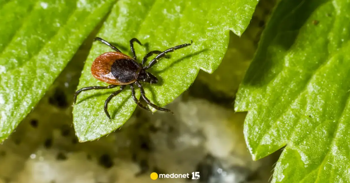 Kto jest odporny na kleszcze? Prawda o naturalnej ochronie