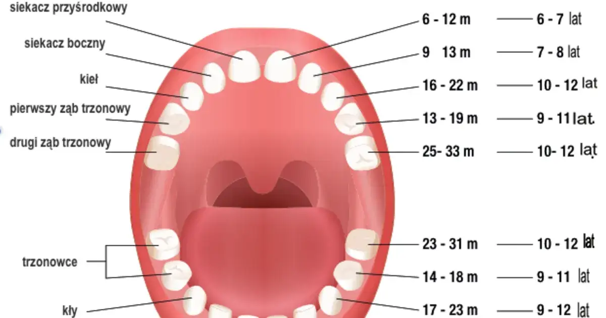 Ile zębów mlecznych wypada dziecku? Sprawdź kalendarz i porady