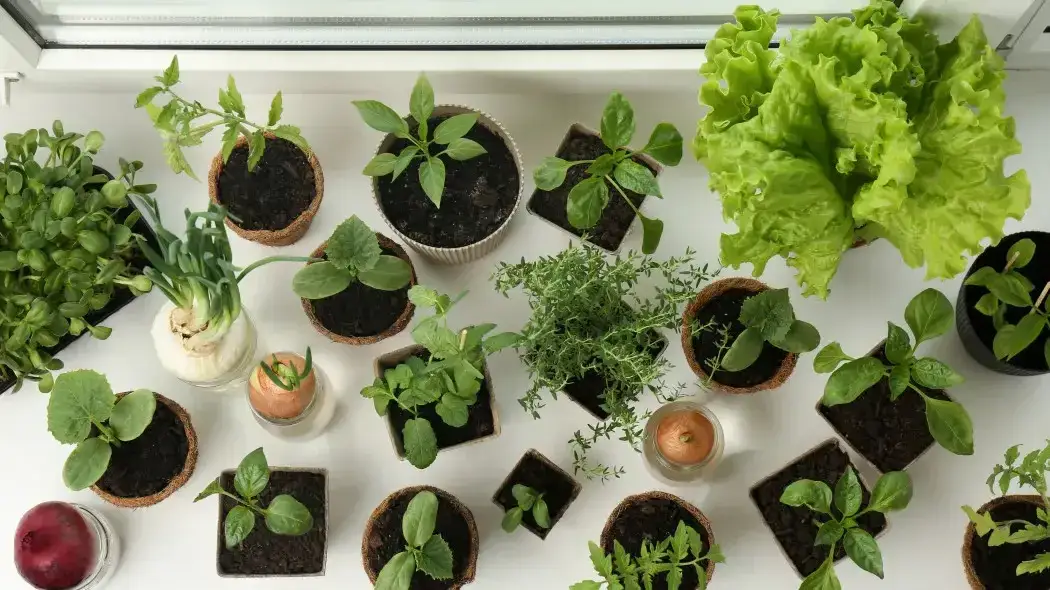 Co uprawiać w domu zimą? Świeże zioła i warzywa na parapecie