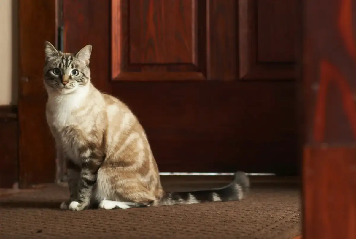 Kotka po śmierci kociaka: Jak zrozumieć i wspierać matkę?