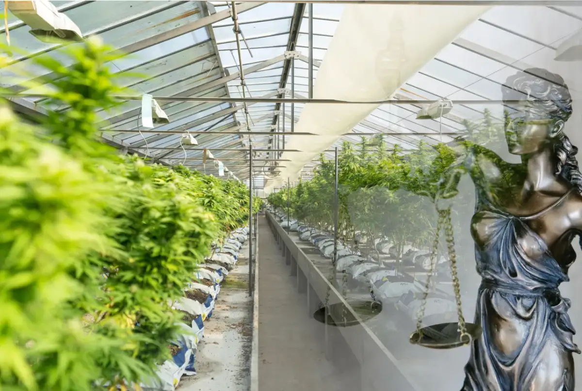 Uprawa marihuany w Polsce: Czy grozi Ci więzienie? Prawo 2026