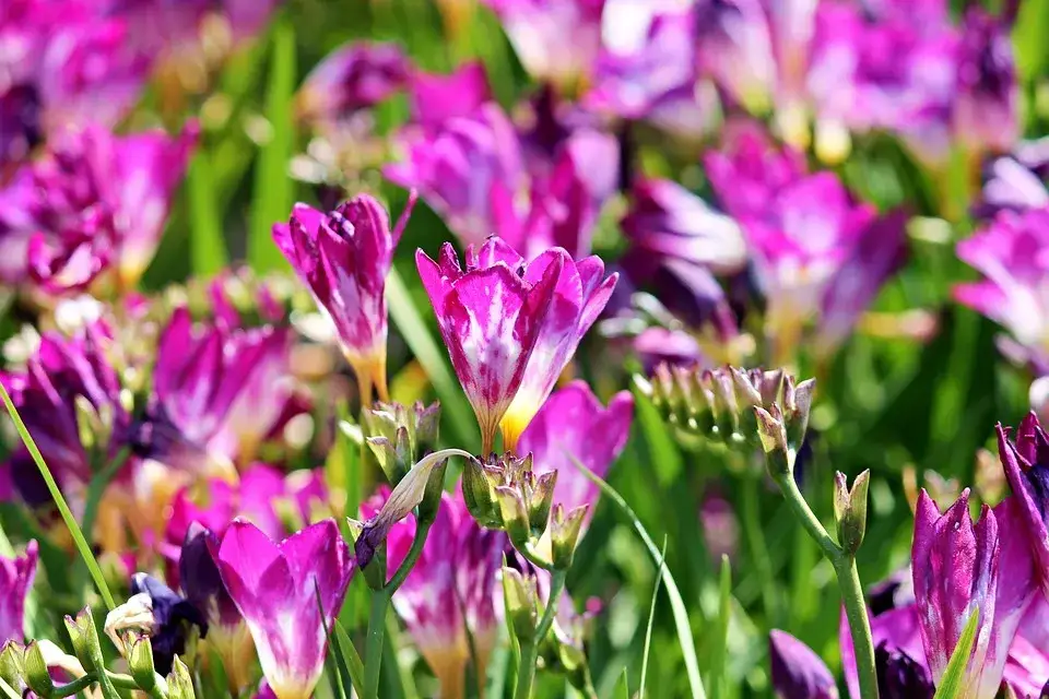 Frezja kiedy sadzić cebulki, aby uniknąć mrozu i cieszyć się kwitnieniem