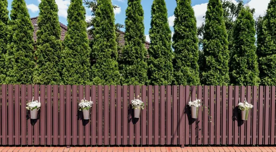 Tuje przy ogrodzeniu: Poznaj sekrety bezkonfliktowego żywopłotu