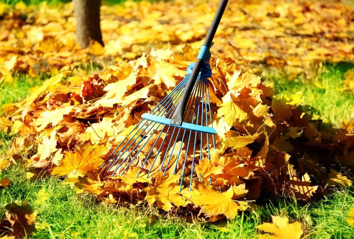 Kiedy stosować nawóz jesienny do trawy, aby uniknąć błędów w pielęgnacji