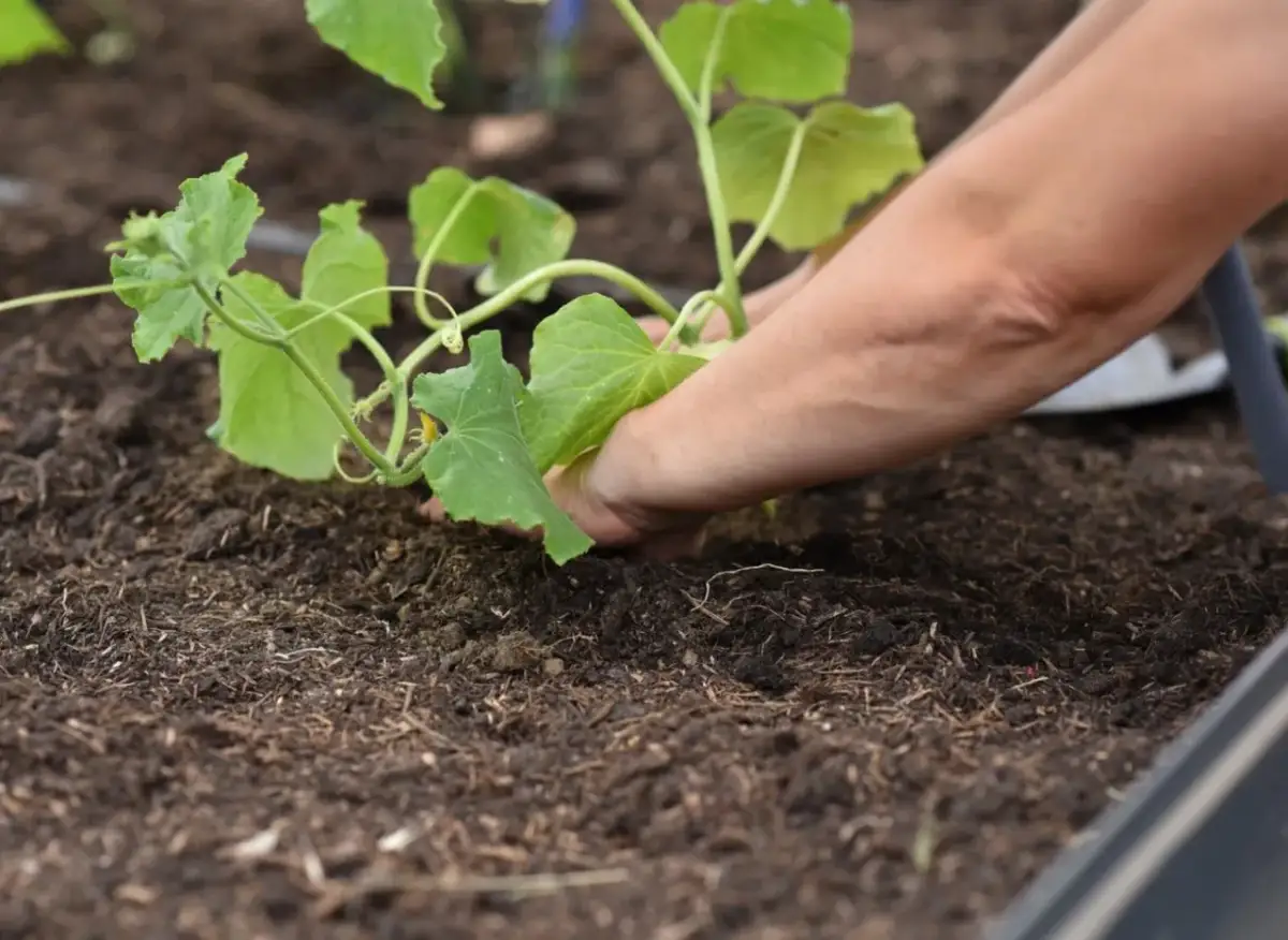 Naturalne nawożenie ogórków: sprawdzone metody na obfite plony