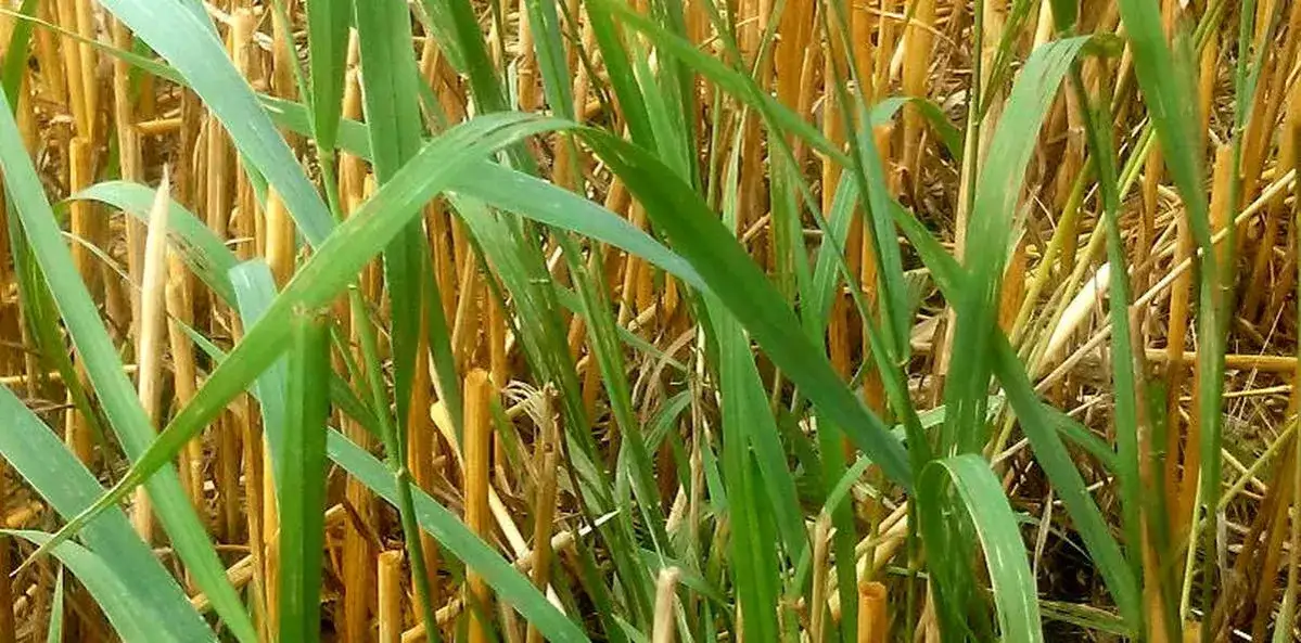 Jak skutecznie zwalczyć chwast perz i ochronić swoje uprawy