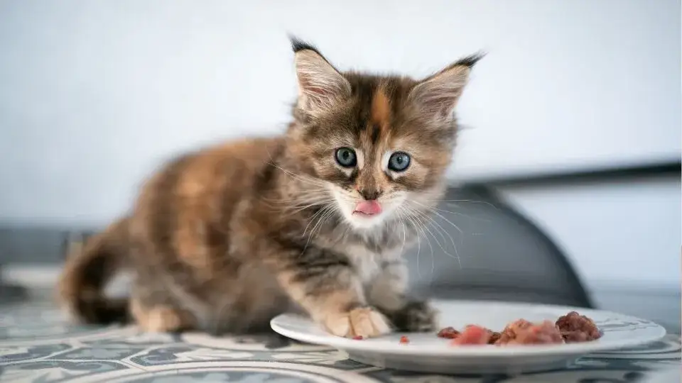 Mały kotek: Jak karmić, by rósł zdrowo? Poradnik eksperta